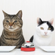 Illustration for article titled 'Shop Contest: Respect Your Cat Day, Winners
